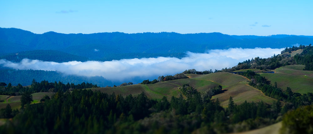 Noon Fog in January From Boonville ridge Boonville Fog