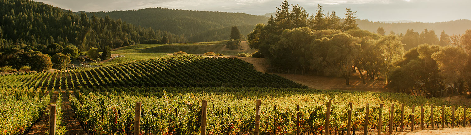 Vineyards of Anderson Valley