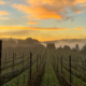 pinot-noir-hawkeye-vineyard-california