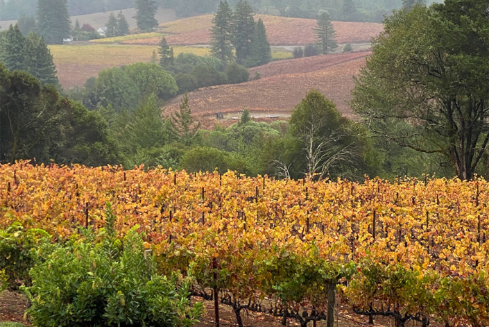 anderson valley vines grapes