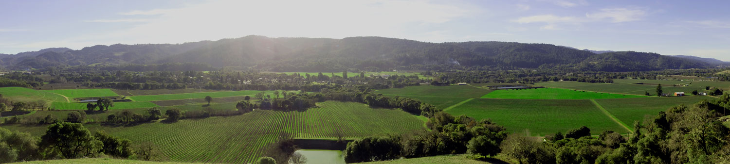Wine Vineyard