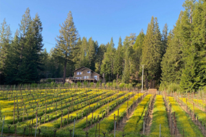 anderson valley vines grapes