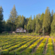 anderson valley vines grapes