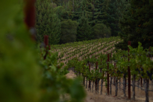 anderson valley vines grapes