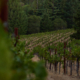 anderson valley vines grapes