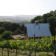 anderson valley vines grapes