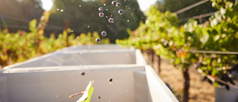 Anderson Valley Wine Grapes Wine Grapes