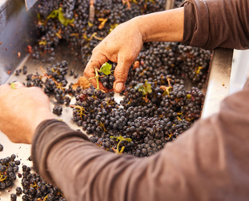 Wine Grape Harvest