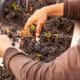Wine Grape Harvest