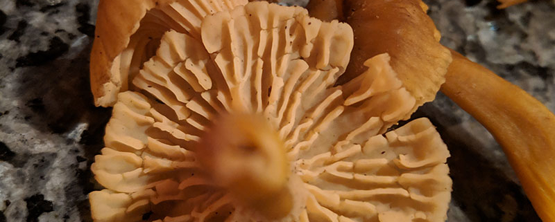 Anderson Valley Mushrooms Mushrooms