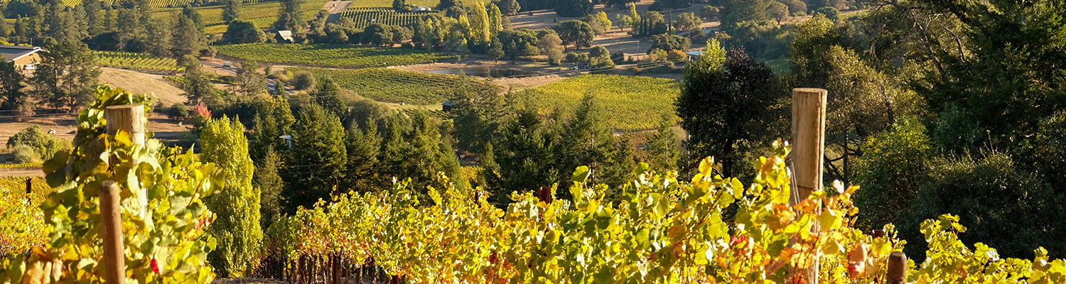 Wine Country