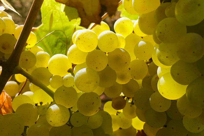 Wine Grapes