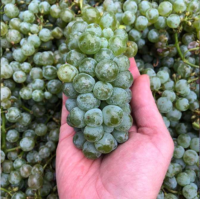 Semillion Grapes