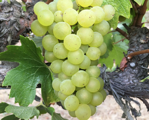 California Riesling Grapes