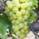 California Riesling Grapes