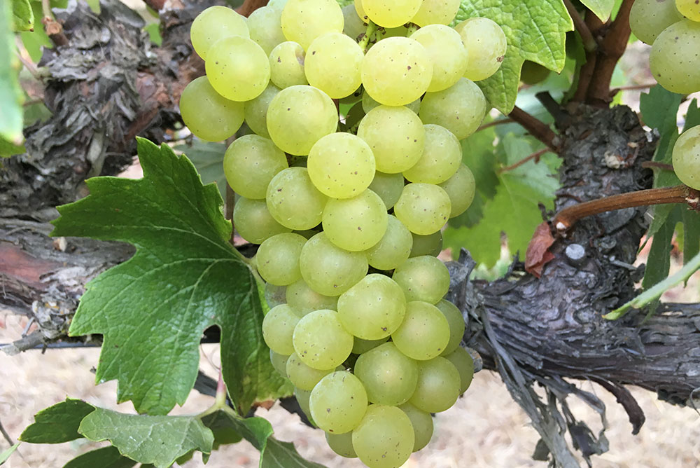 California Riesling Grapes