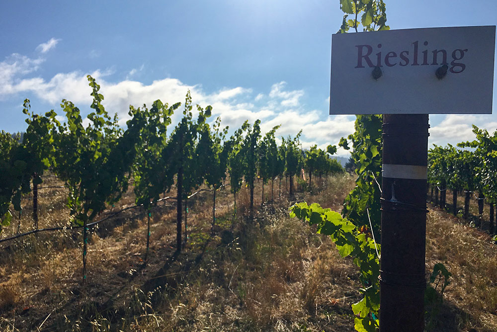 Riesling Vineyard