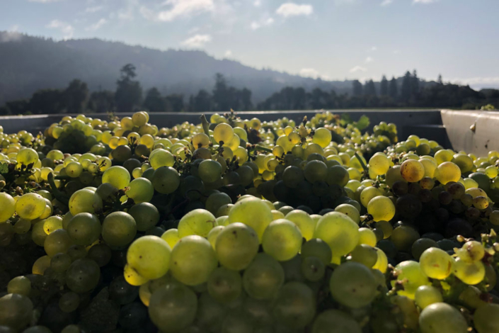 Wine Grapes