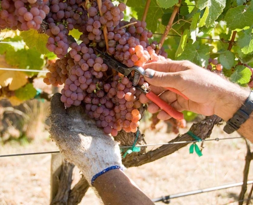 Gewurztraminer Grapes