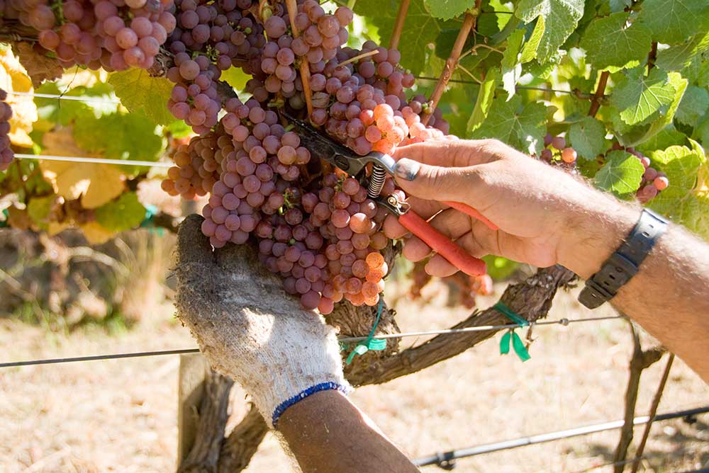 Gewurztraminer Grapes