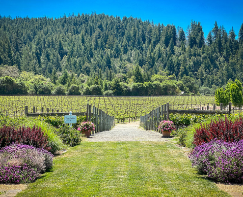 Goldeneye Winery View