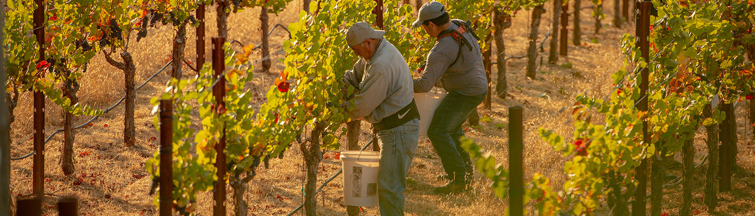 Harvest in Anderson Valley