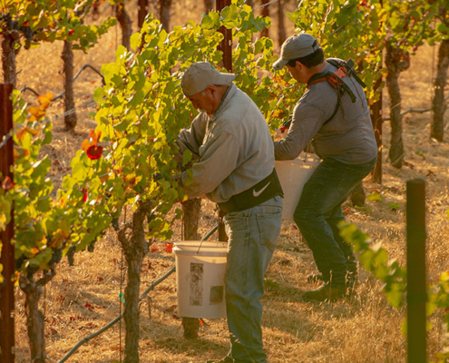 Harvest in Anderson Valley