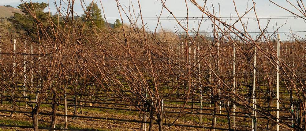 Harvest Weather Vineyard Challenges Vineyard Weather Challenges
