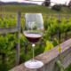 Pinot Noir Fest