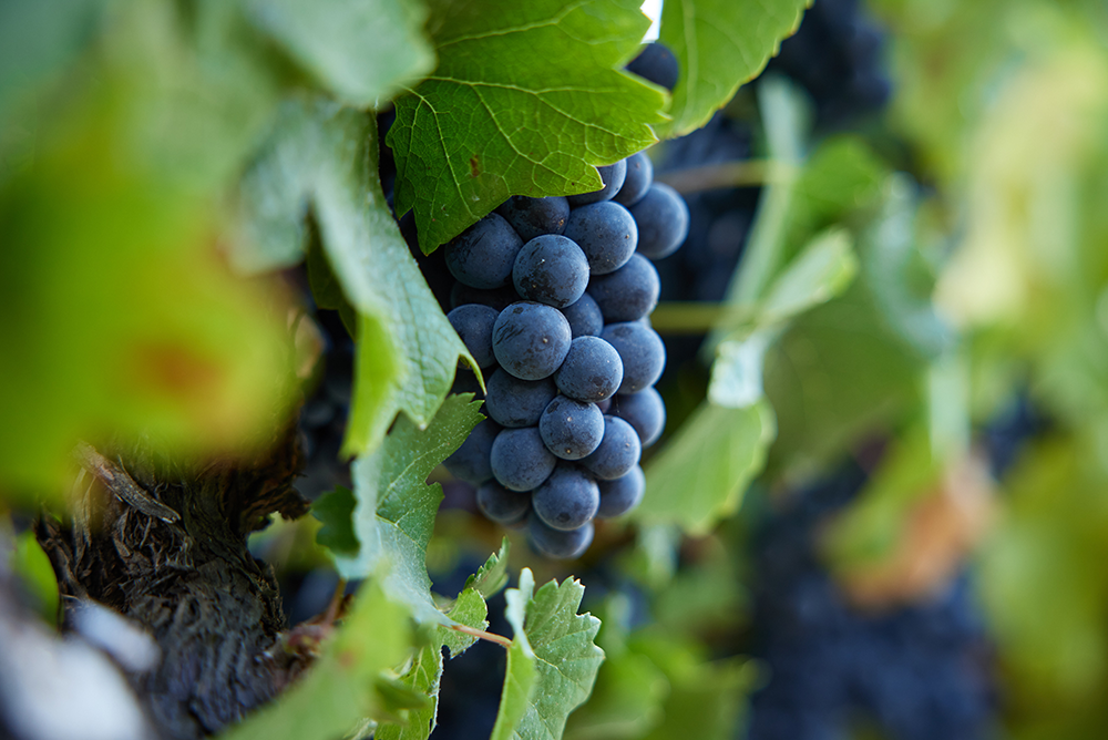 Pinot Noir Grapes