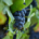 Pinot Noir Grapes
