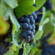 Pinot Noir Grapes