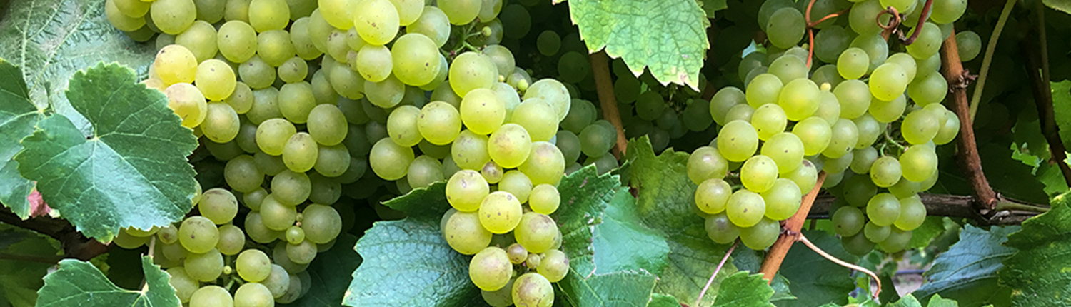Riesling Grapes