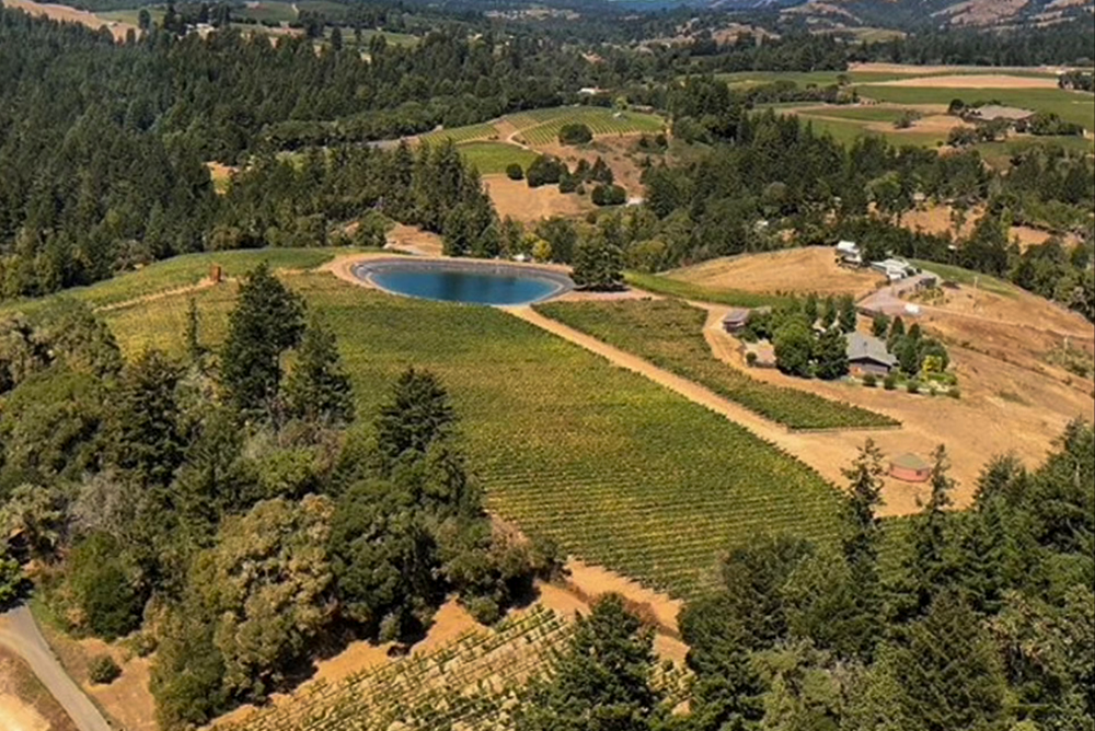 Angel Camp Vineyards