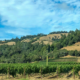 Bevel Vineyards