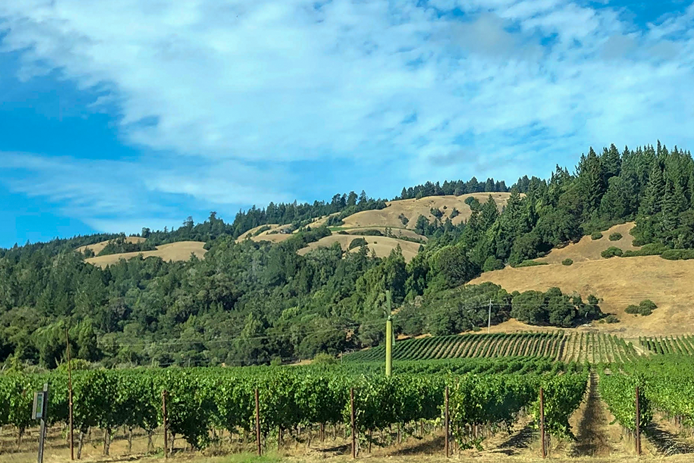 Bevel Vineyards