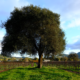 Charles Ranch Vineyards