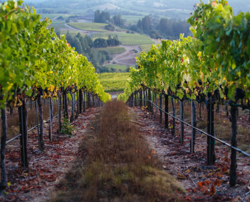 Elswick Vineyards