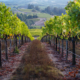 Elswick Vineyards