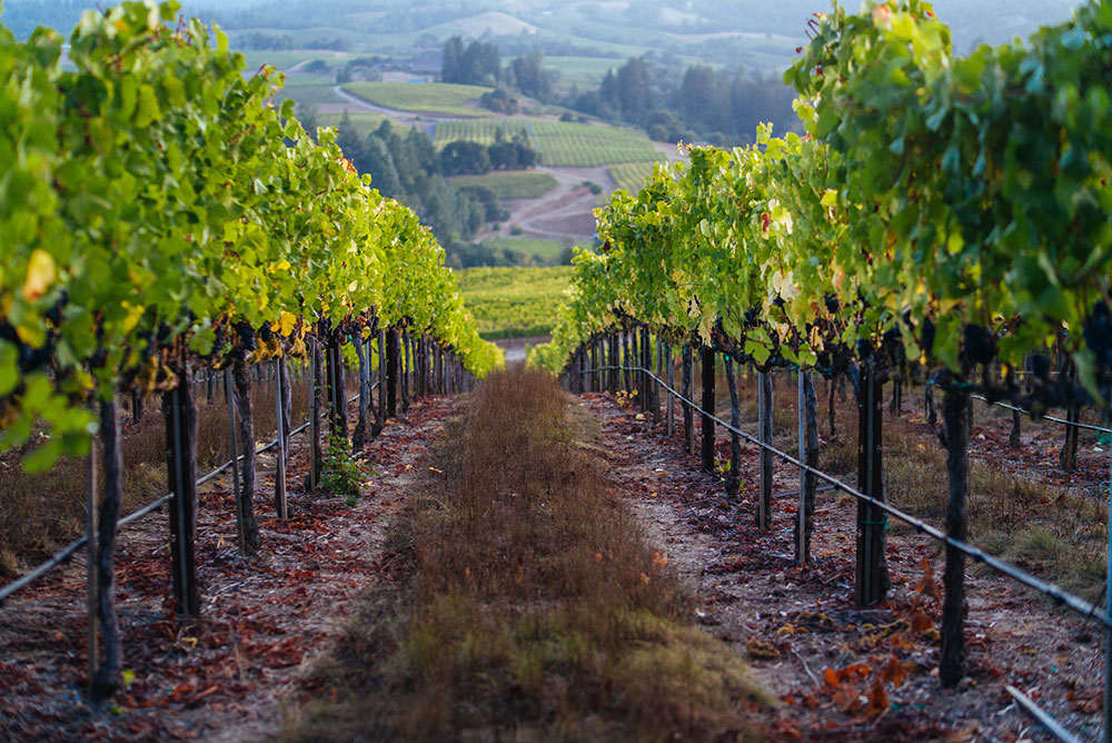 Elswick Vineyards