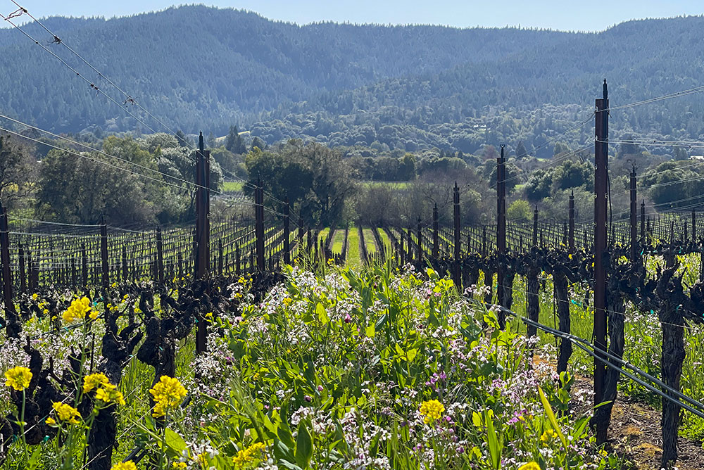 Ferrington Vineyards