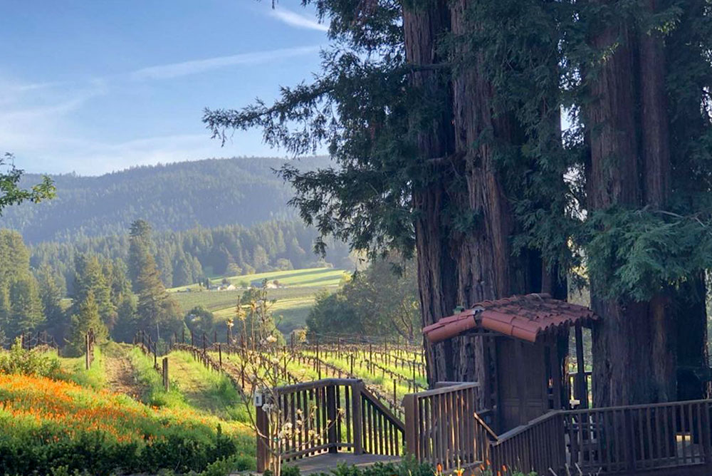 Hacienda Sequoia Vineyards