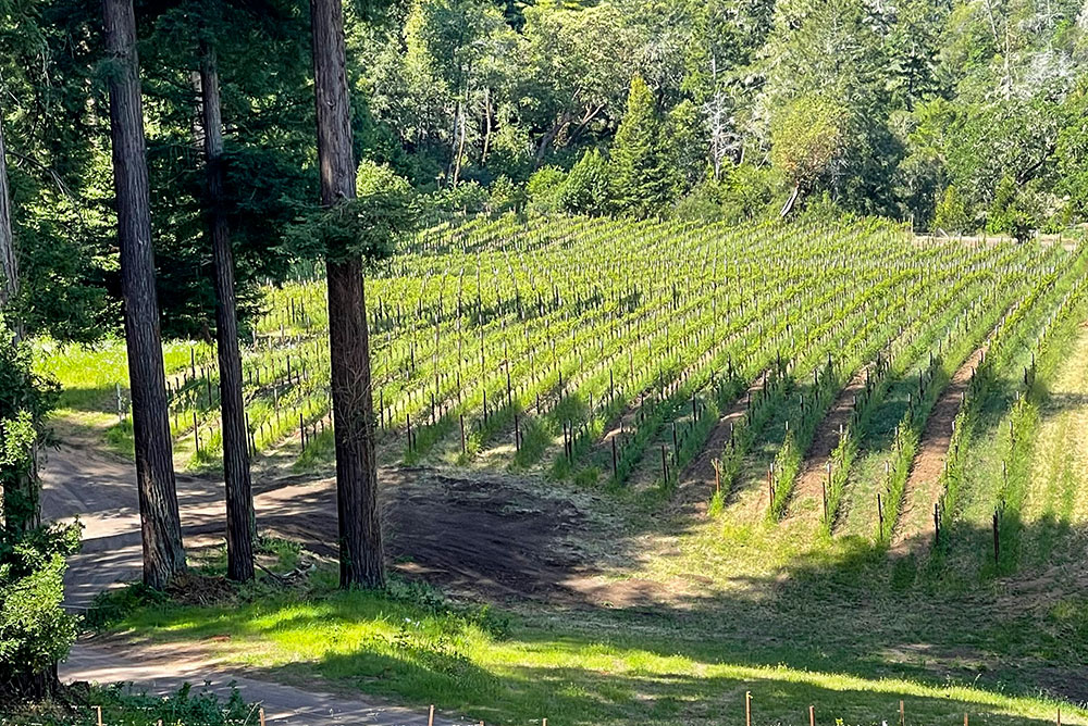 Poleeko Vineyards