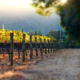 Ridley Vineyards