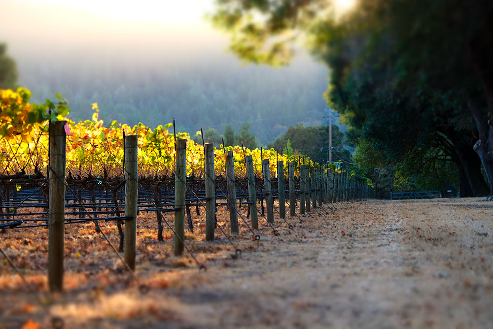 Ridley Vineyards