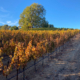 Vonaburg Vineyards