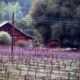 Wightman Vineyards