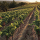 Wiley Vineyards