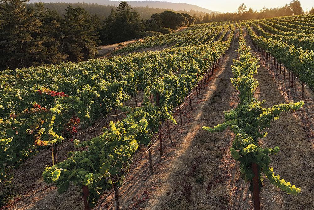 Wiley Vineyards