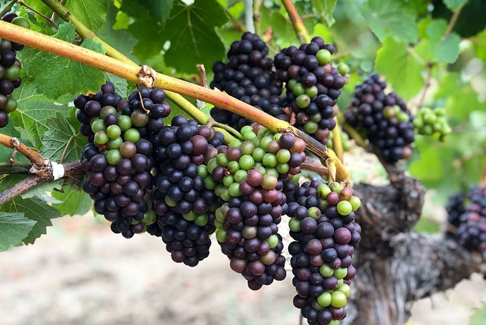 Pinot Noir Filagreen